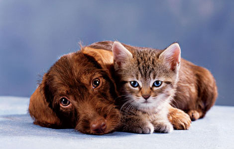 dog and cat happy and healthy using probiotic supplements
