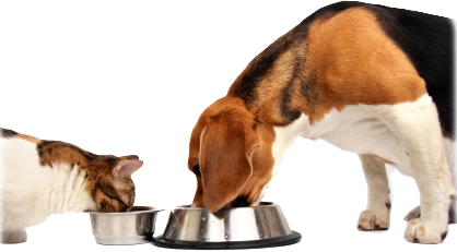 cat and dog eating probiotic food and supplements