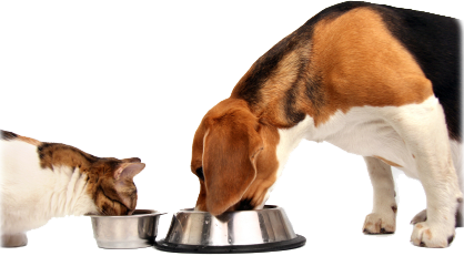 probiotics for pets 2