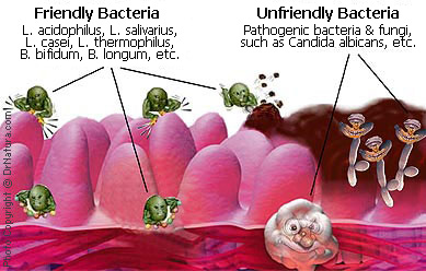 Two friendly bacteria types