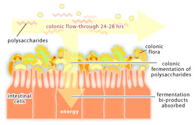 Probiotic colon flora for gut health