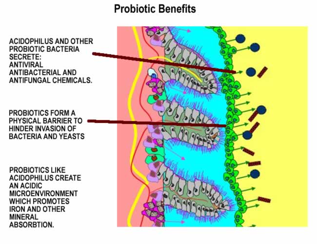 Probiotic Benefits from Lactobacilus Acidophilus